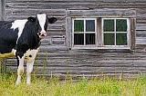 Cow Beside Barn Windows_P1010976